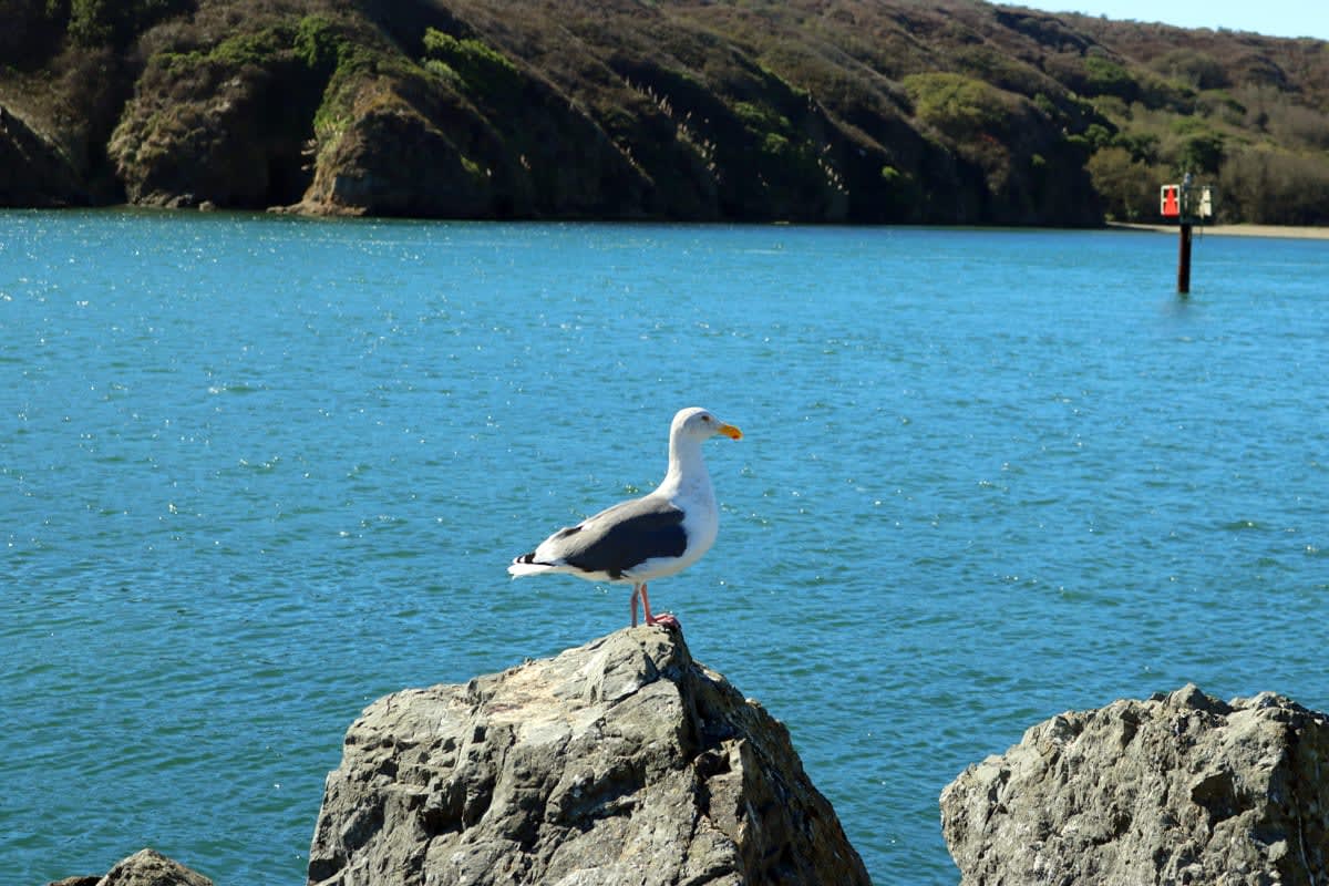 Bodega Bay