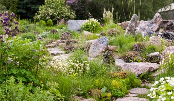 Dry-Tolerant and Xeriscaping Durango Smart Landscaping