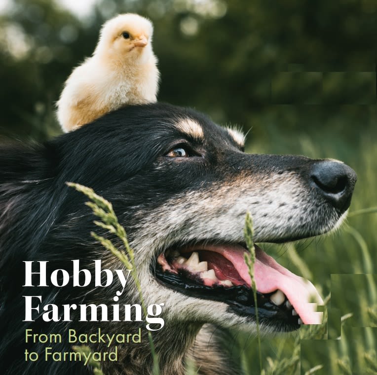 Backyard Hobby Farm Ayelet Hurvitz Ayelet Hurvitz