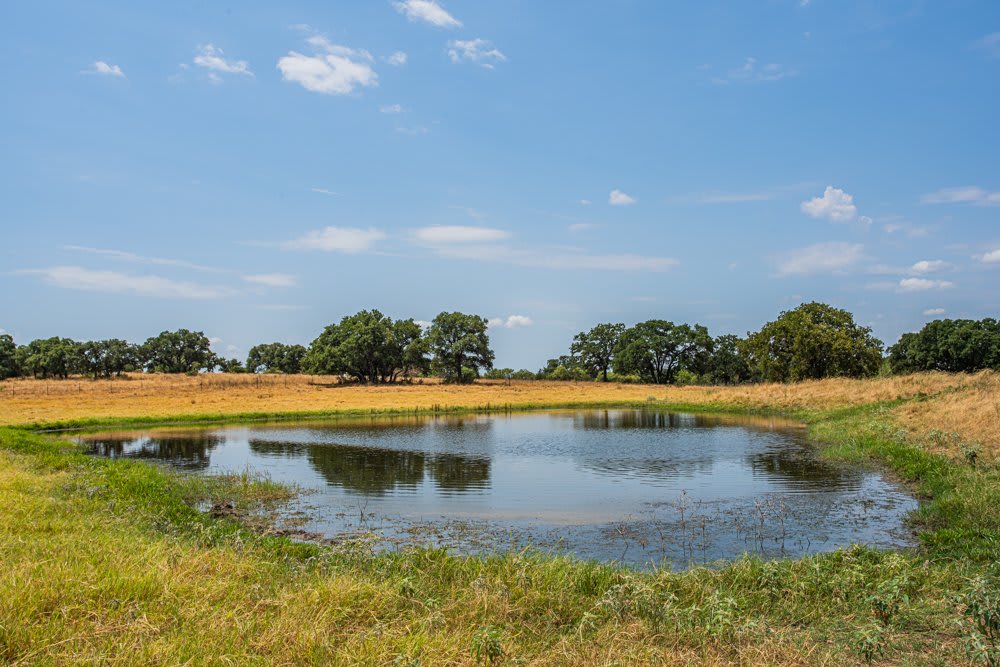 Dog Tick Ranch