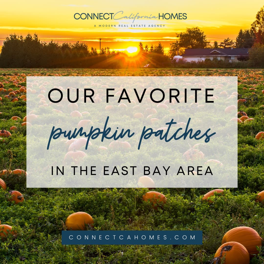 East Bay, Pumpkin Patch, Pleasanton