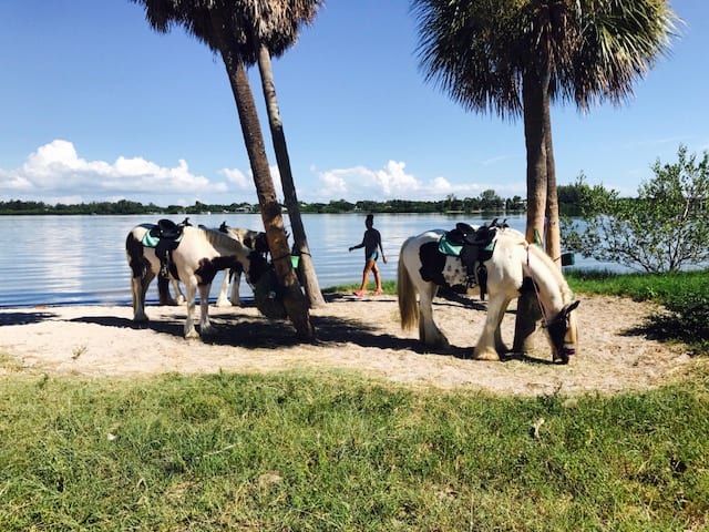 Beach Horseback Riding Anna Maria Island | Blog