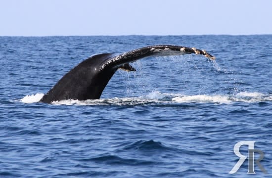 VIVO - Puerto Escondido