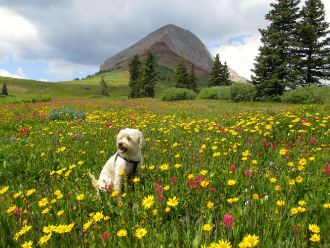 Durango’s Real Estate and the Influence of Local Wildlife and Nature Reserves