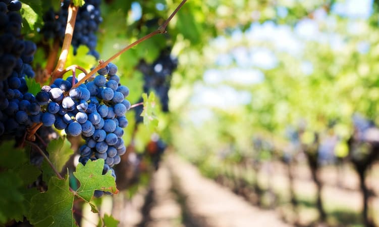 Wineries and Durango Real Estate Values