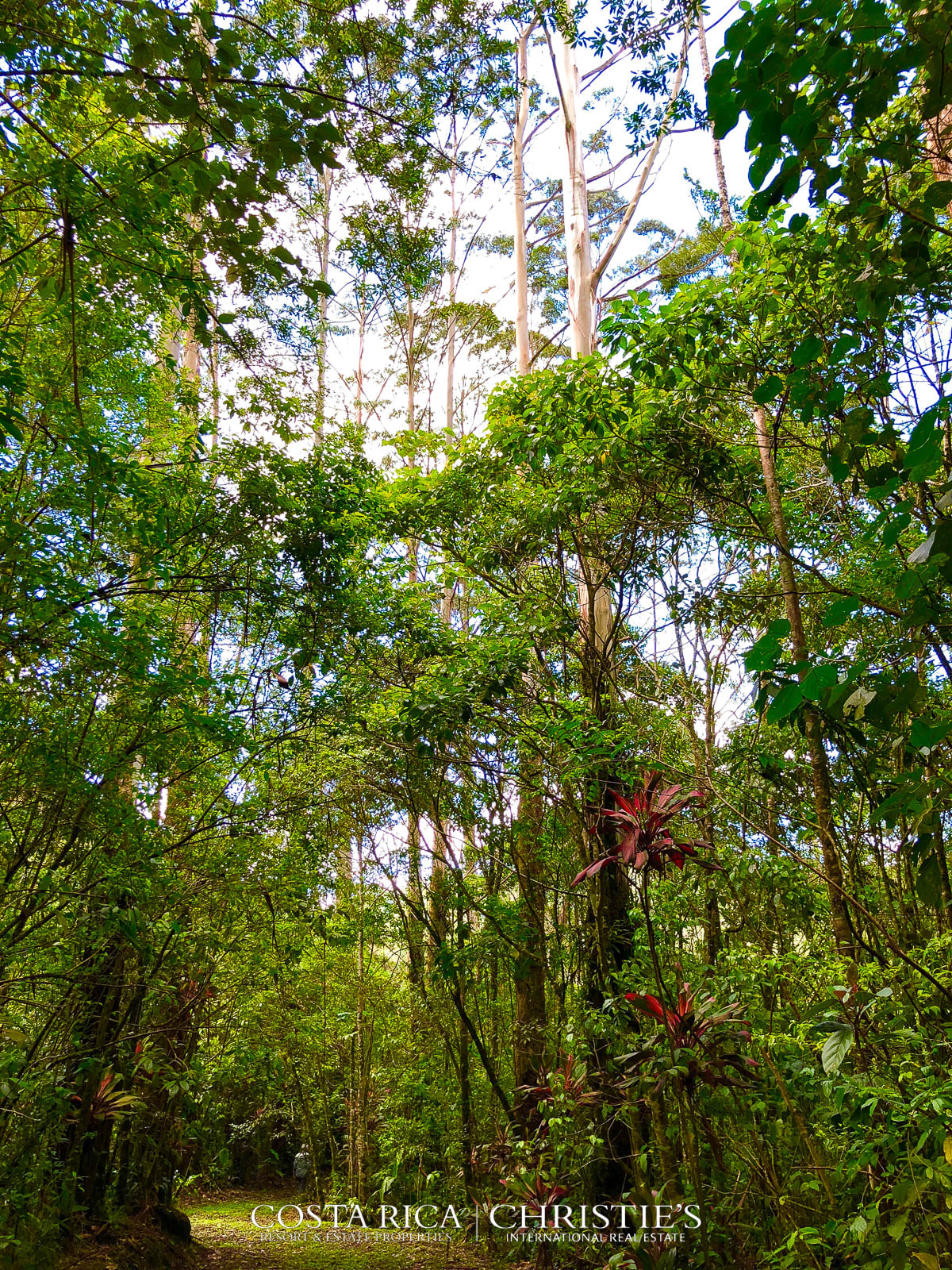 Magnificent Coffee Estate with River and Waterfall - Tierra Serena