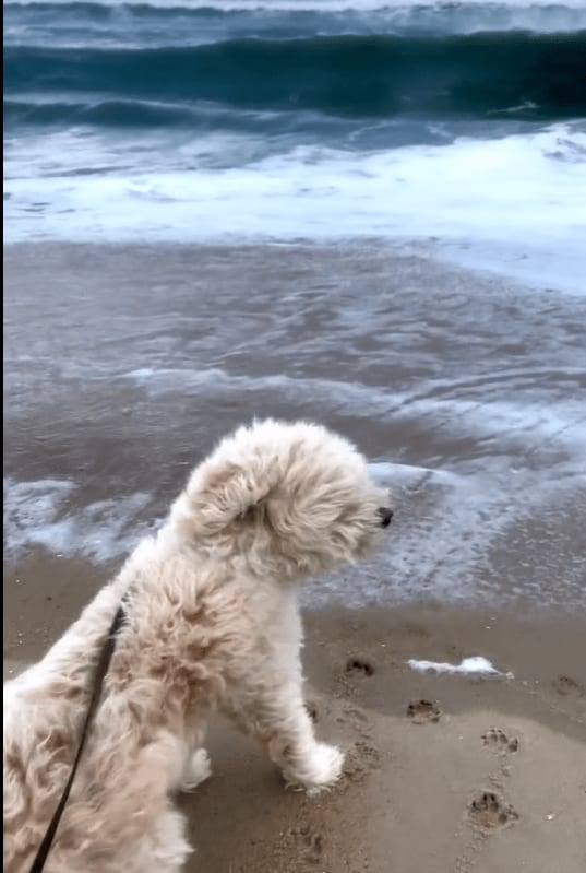 Till & Toby Visit LBI FLY Kite Festival