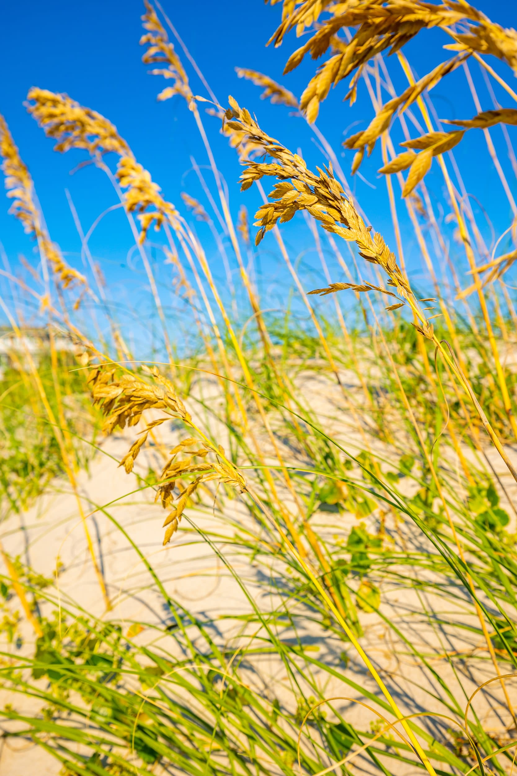 Jenna Kazmierczak Oak Island Real Estate Agent