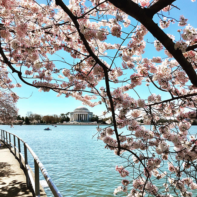 Things to Do | the Cherry Blossom Festival