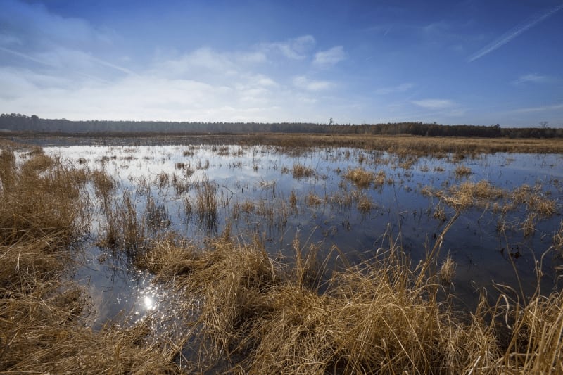 Duck Lease NC Duck Hunting Leases Blog Legacy Farms and Ranches