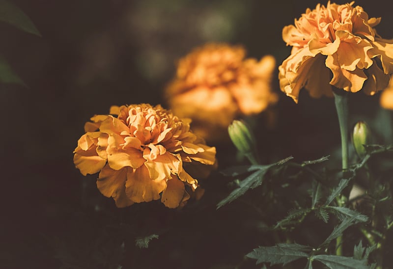 What’s the Best Time to Start Planting My Garden?