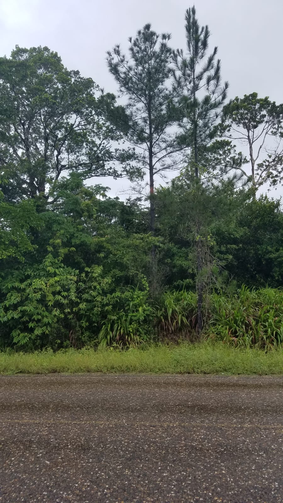 Prime 62-acre parcel with over 1200 feet of frontage along the Southern Highway near Mile 4