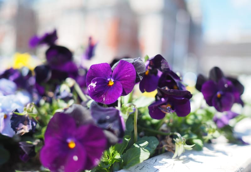What’s the Best Time to Start Planting My Garden?