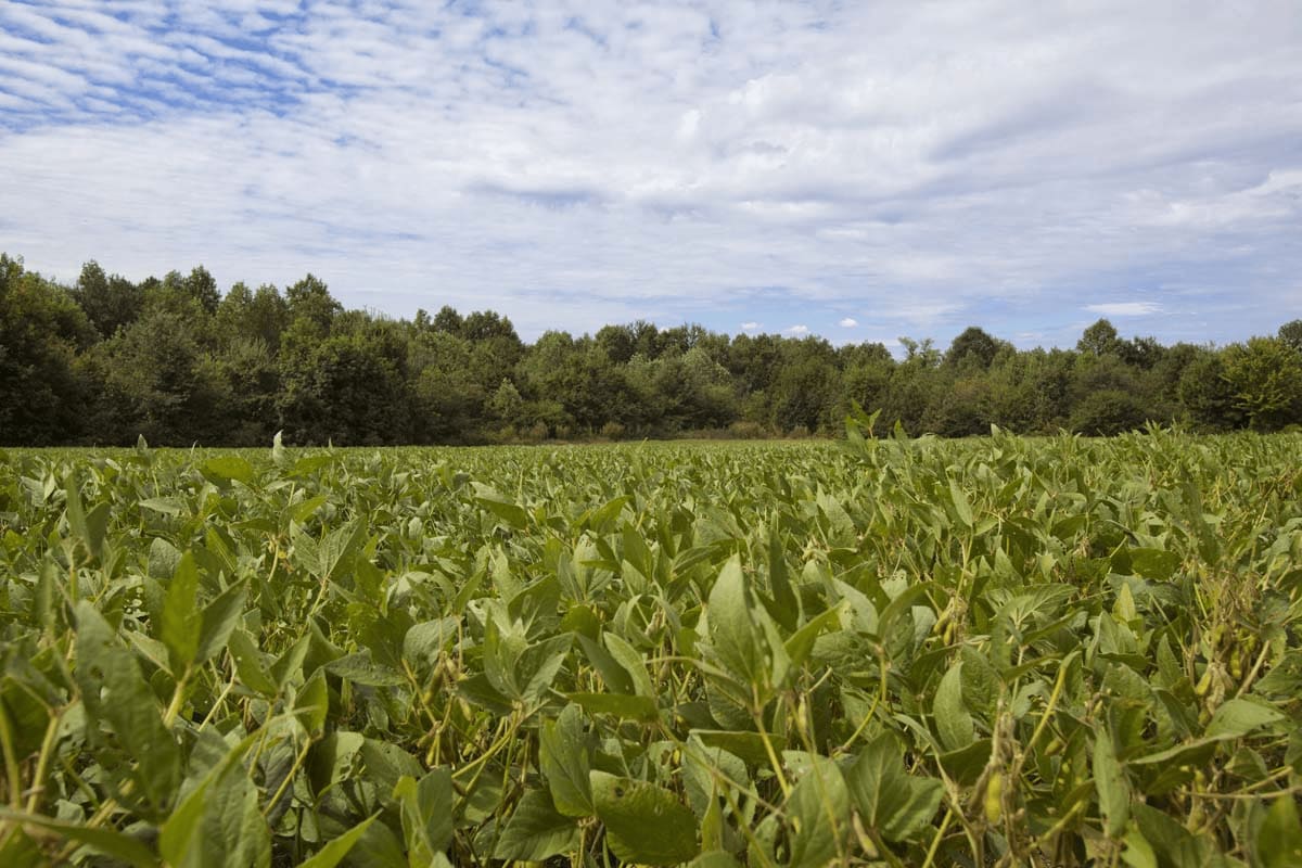 Corn Harvest Has Begun  N.C. Cooperative Extension