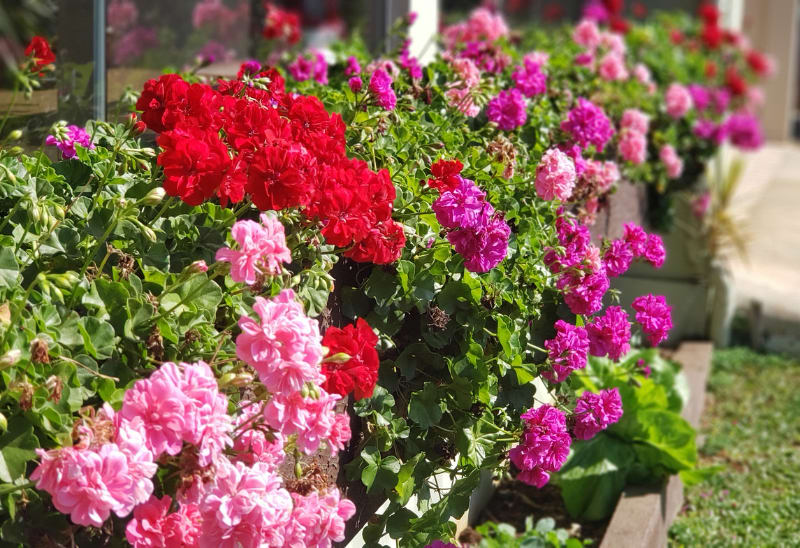 What’s the Best Time to Start Planting My Garden?