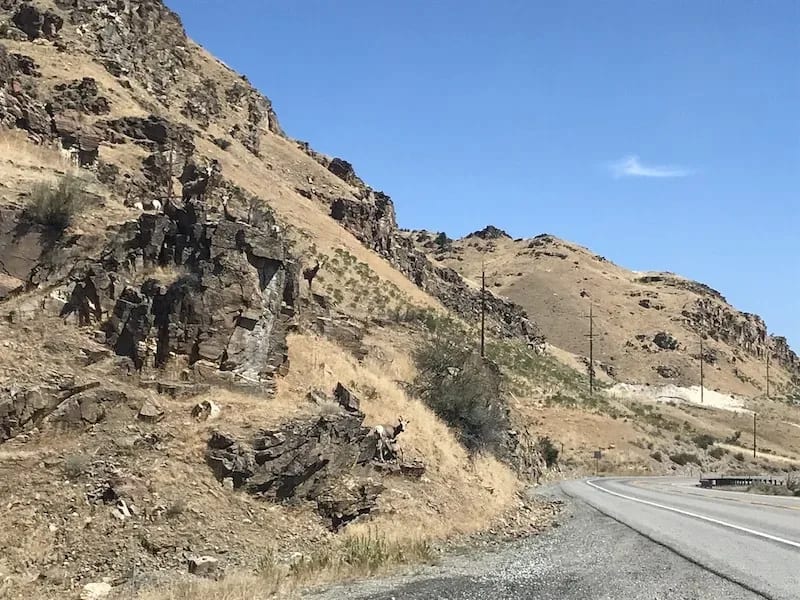 Wild deer standing on the side of a mountain next to a highway