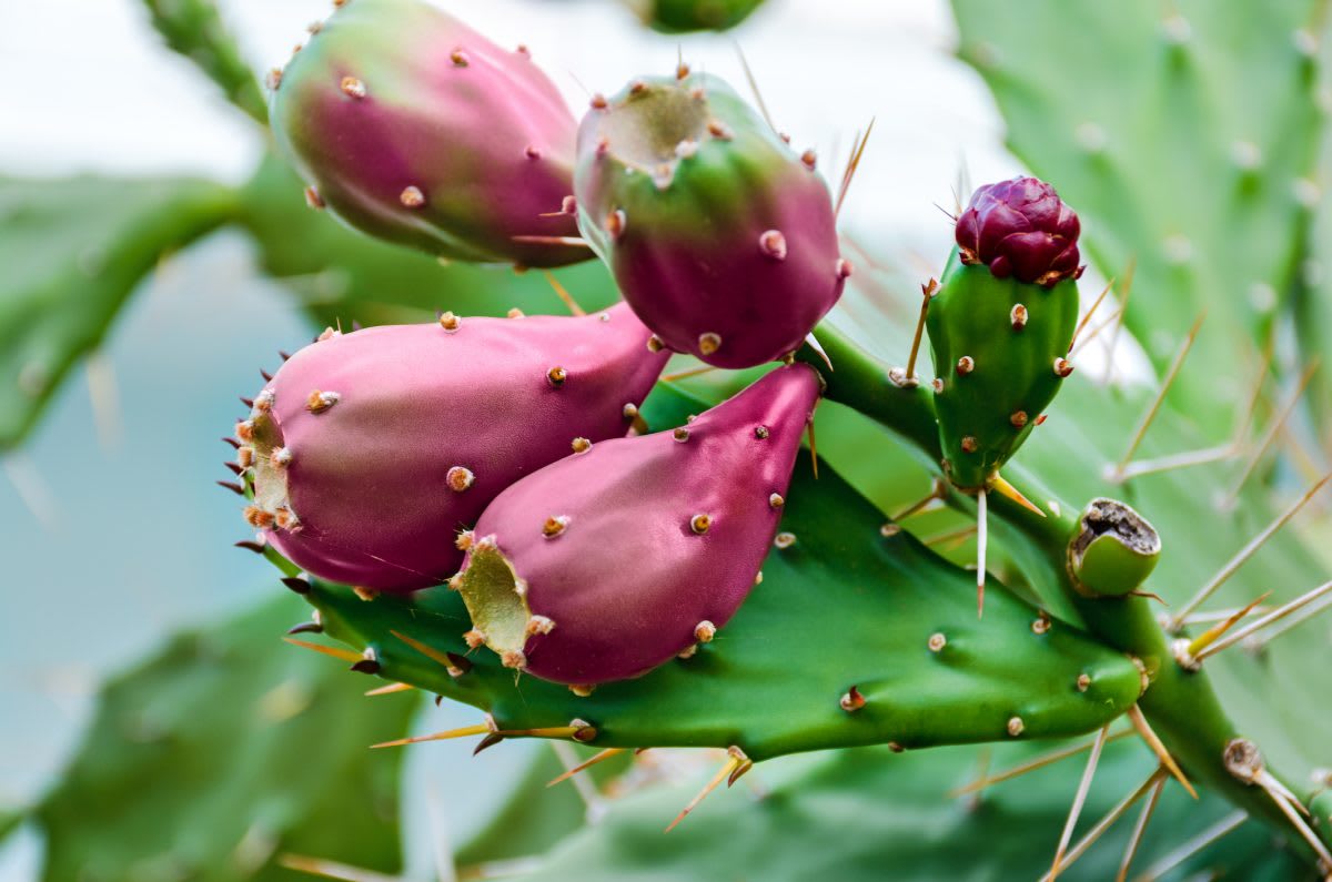 24 Wholesale Cactus Peeler - at 