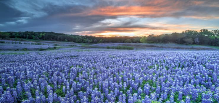 Where to See Bluebonnets in DFW