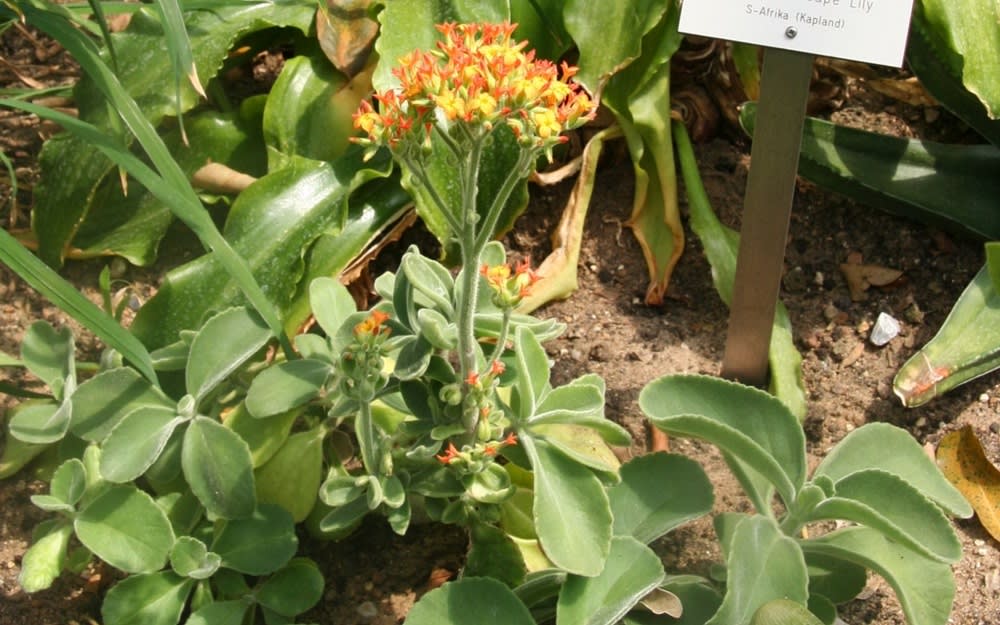 Kalanchoe