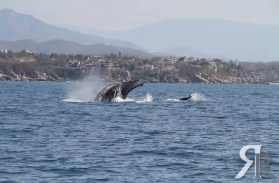 VIVO - Puerto Escondido