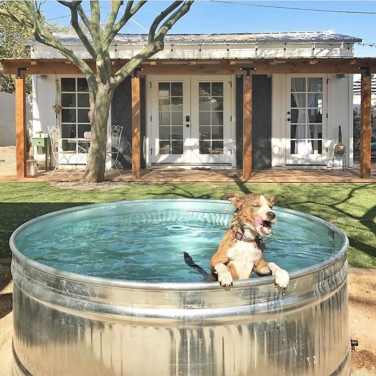 A dog lounges in a galvanized stock-tank pool in front of a white cottage.