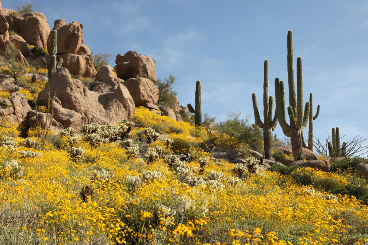 Our 5 Favorite Arizona Springtime Experiences