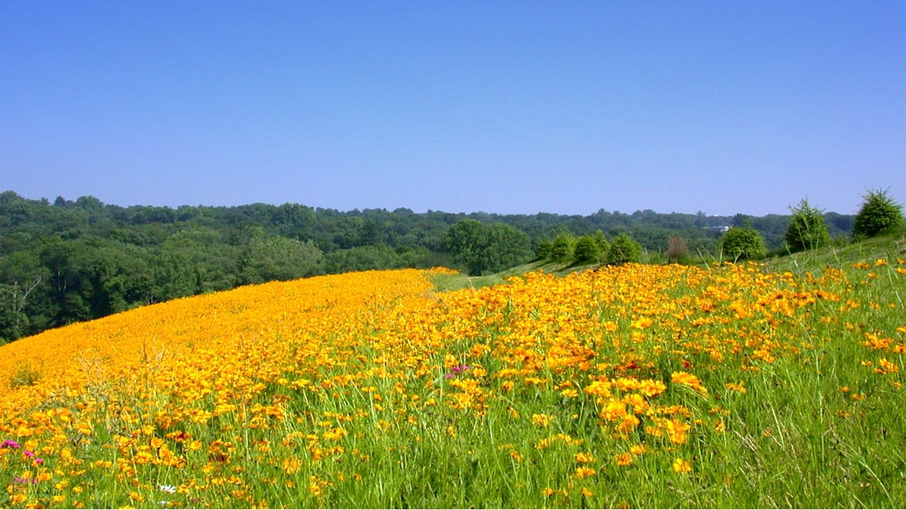 yellow wildflowers in a New Canaan field