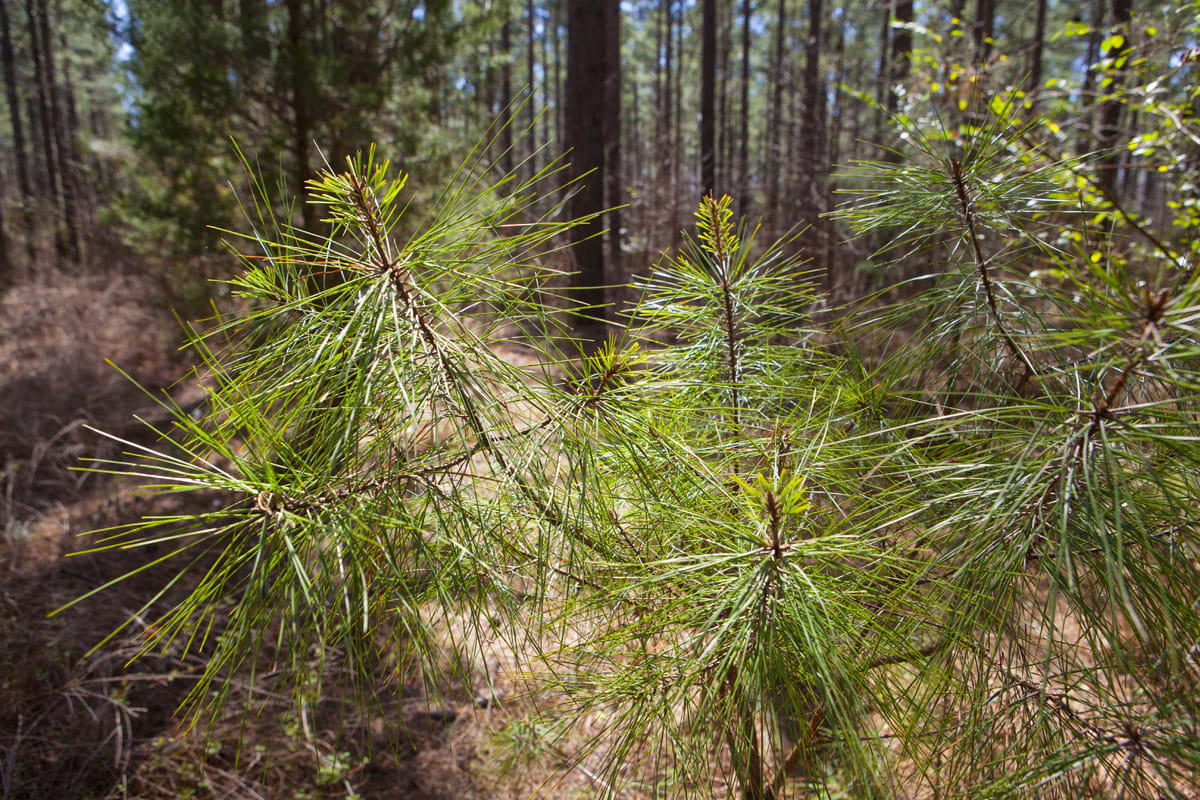 Timber Investing in North Carolina