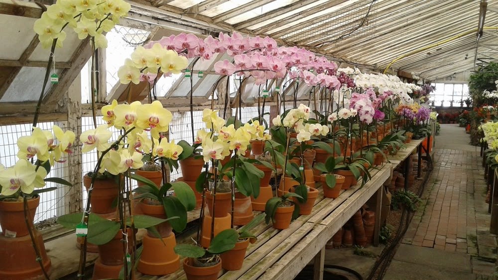 Orchid Fever