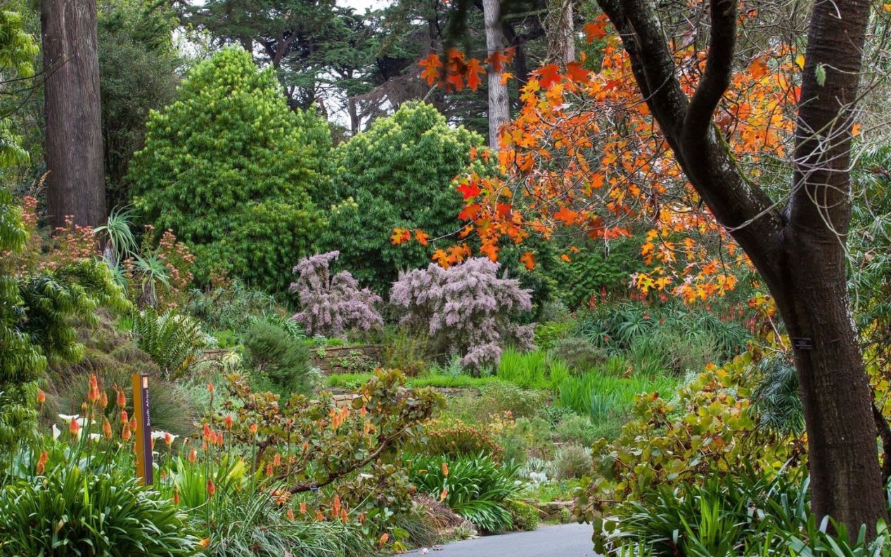 Fall colors at San Francisco Botanical Garden.