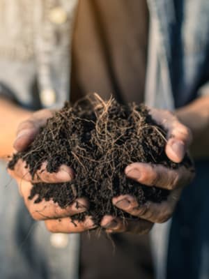 Hands cradle a clump of dark soil and tangled roots.