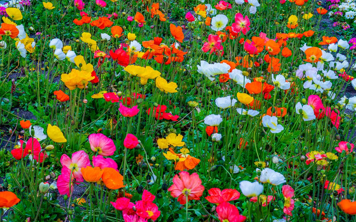 The Dahlia Garden in Golden Gate Park, San Francisco. In the photo, a dense cluster of dahlia flowers in a variety of colors, including red, pink, yellow, orange, and purple.