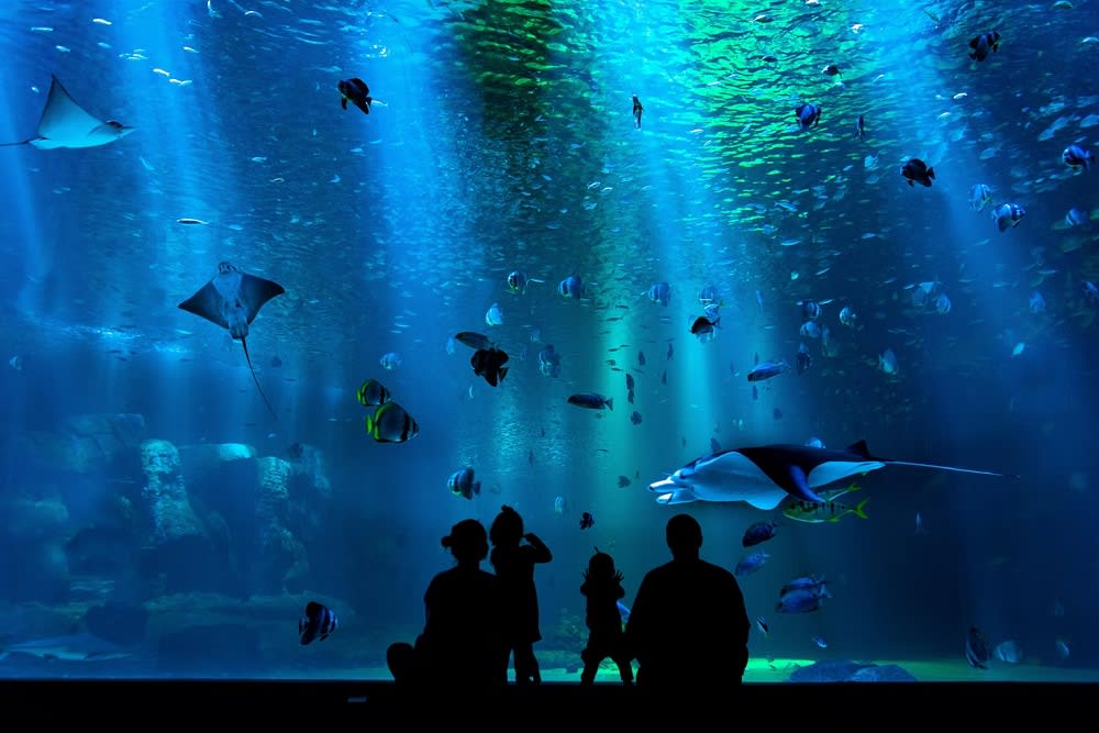 underwater scene from The Maritime Aquarium