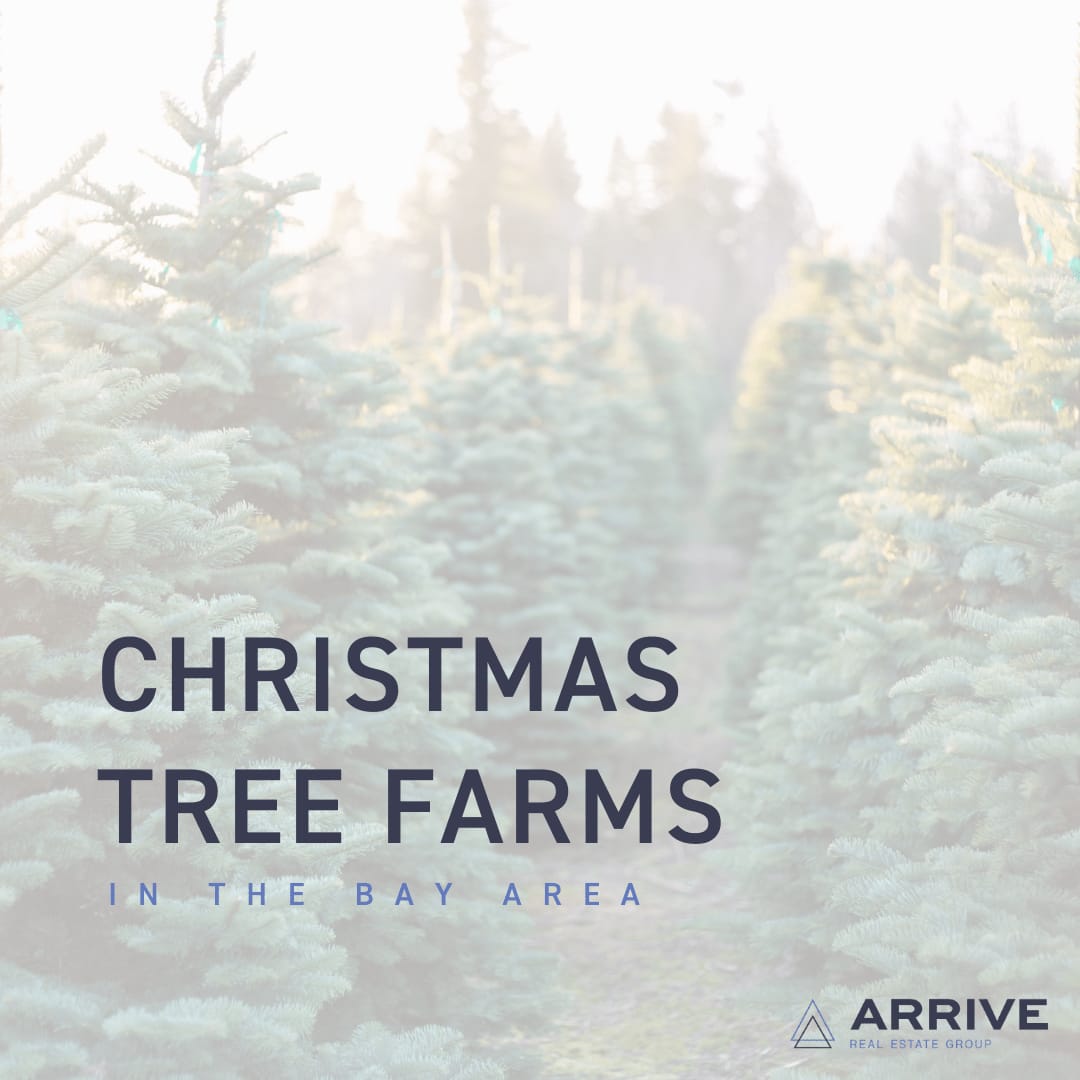 Christmas Tree Farms in the Bay Area Arrive Real Estate