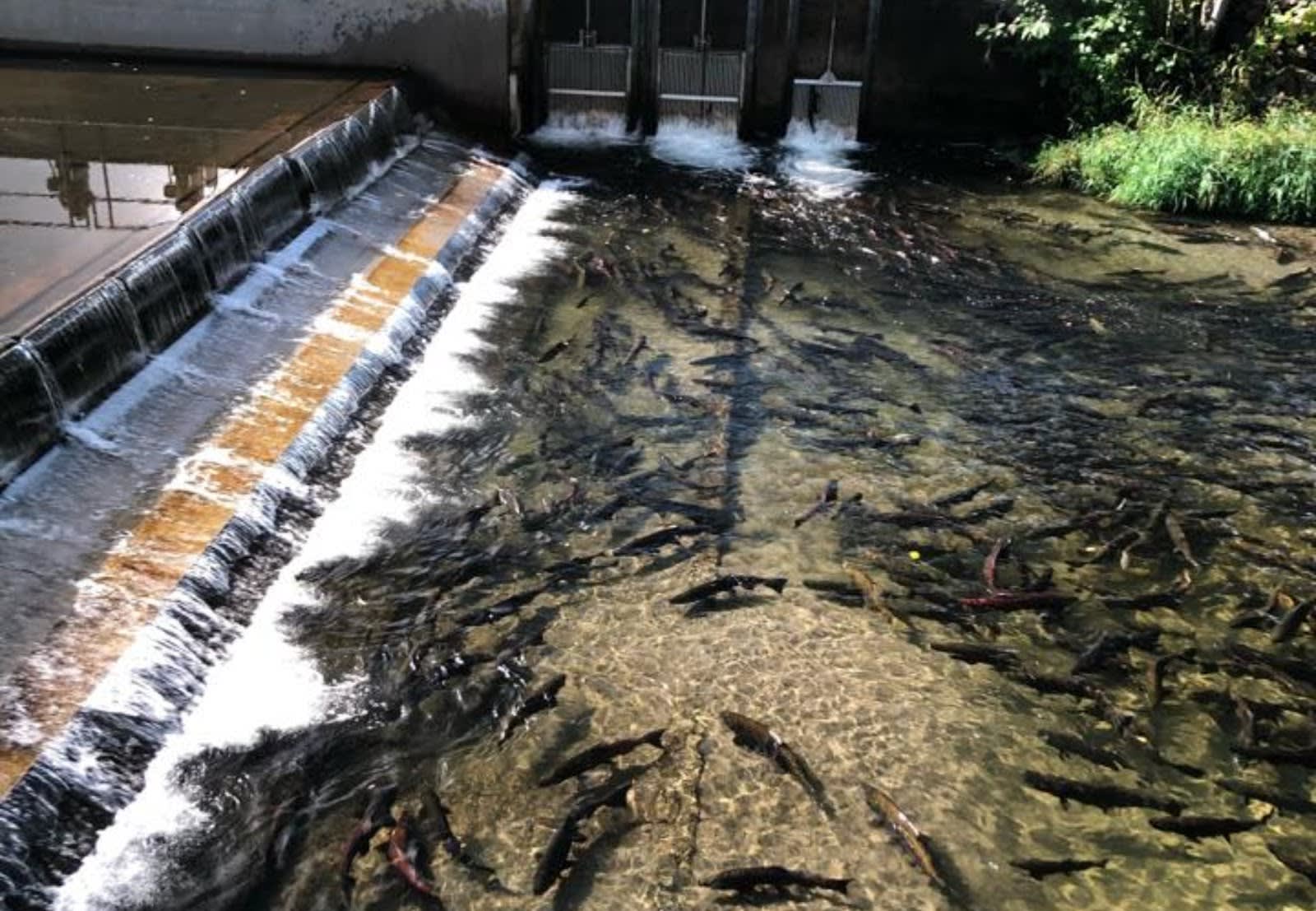 Friends of Issaquah Salmon Hatchery