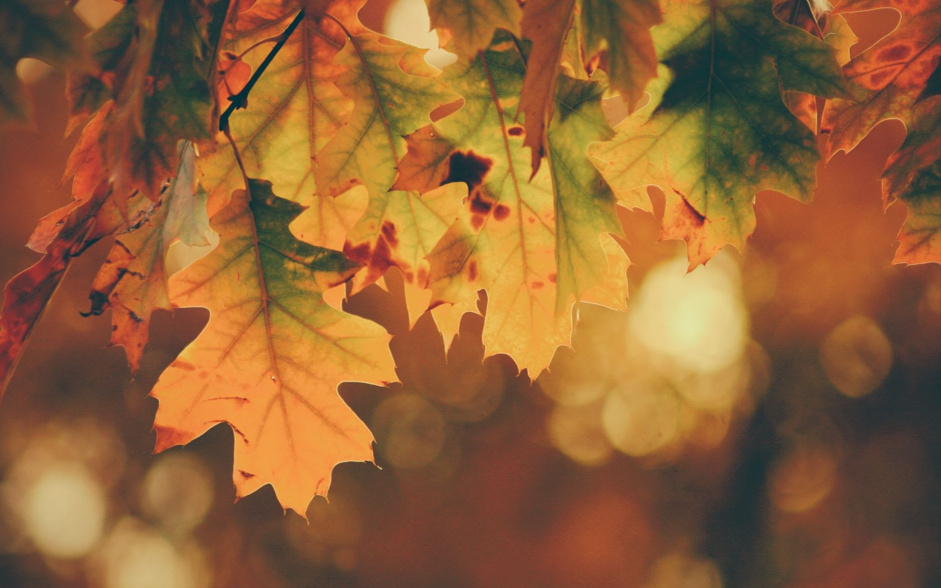 Close-up of leaves in San Diego fall