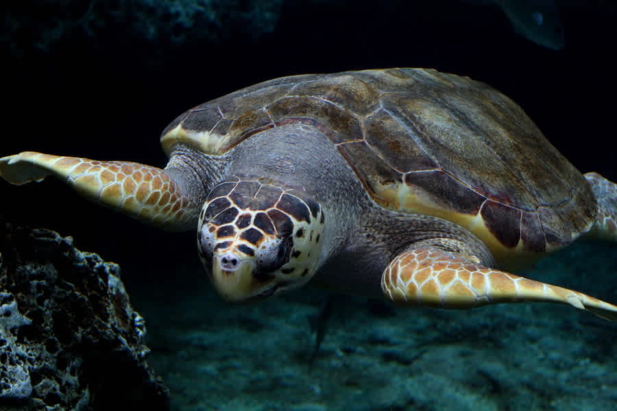 Get Up Close with Sea Creatures, Bugs, and Reptiles at the South Carolina Aquarium