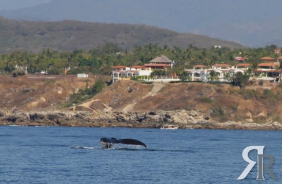 VIVO - Puerto Escondido