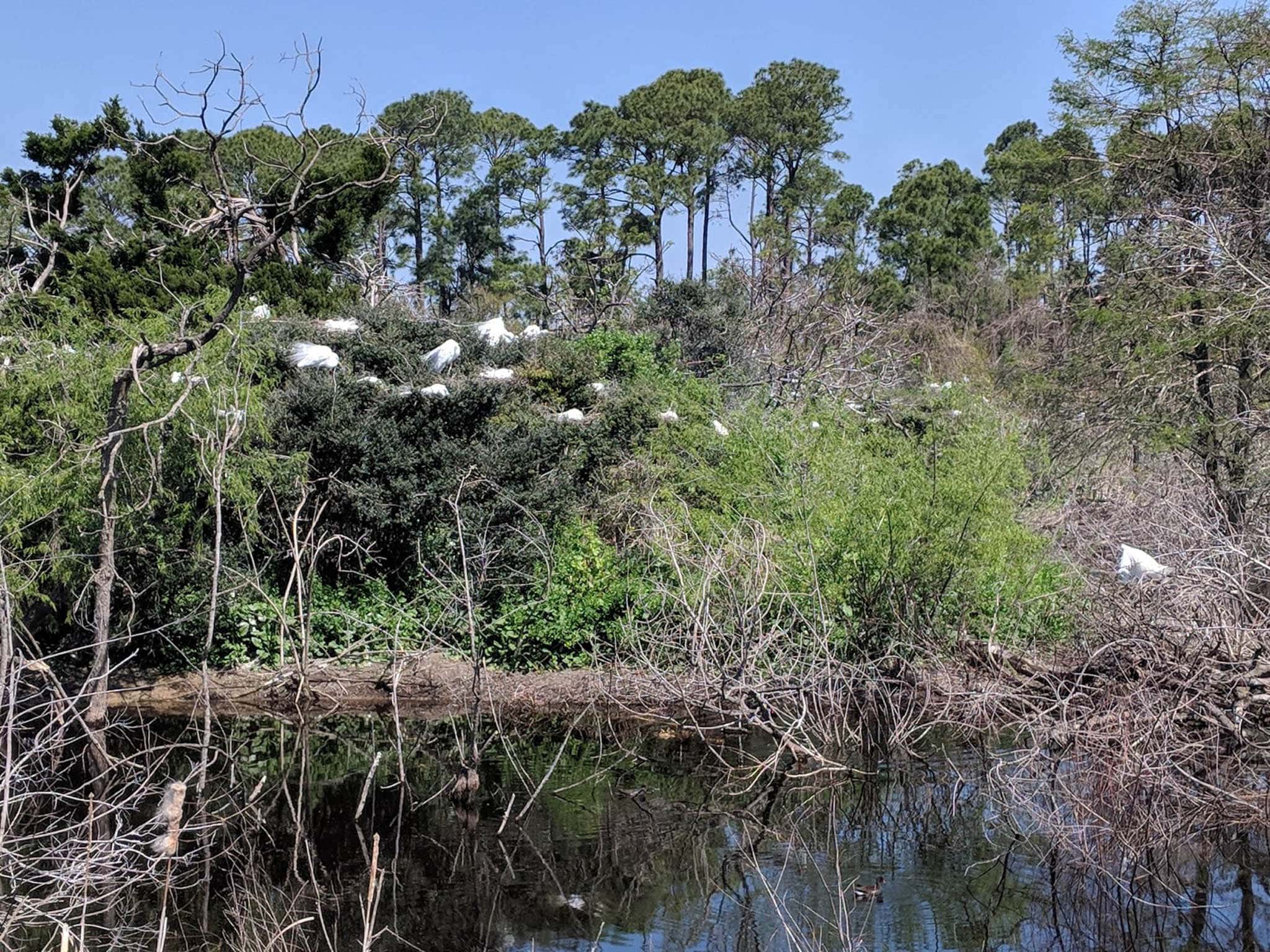 Salt marsh preserve
