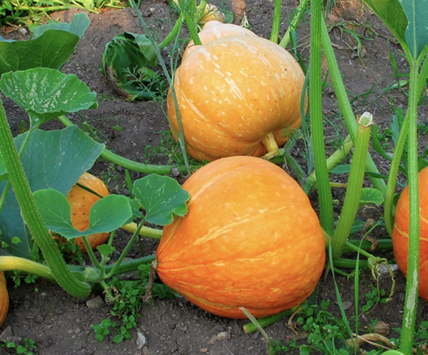 Orange pumpkins growing among green vines in a garden.
