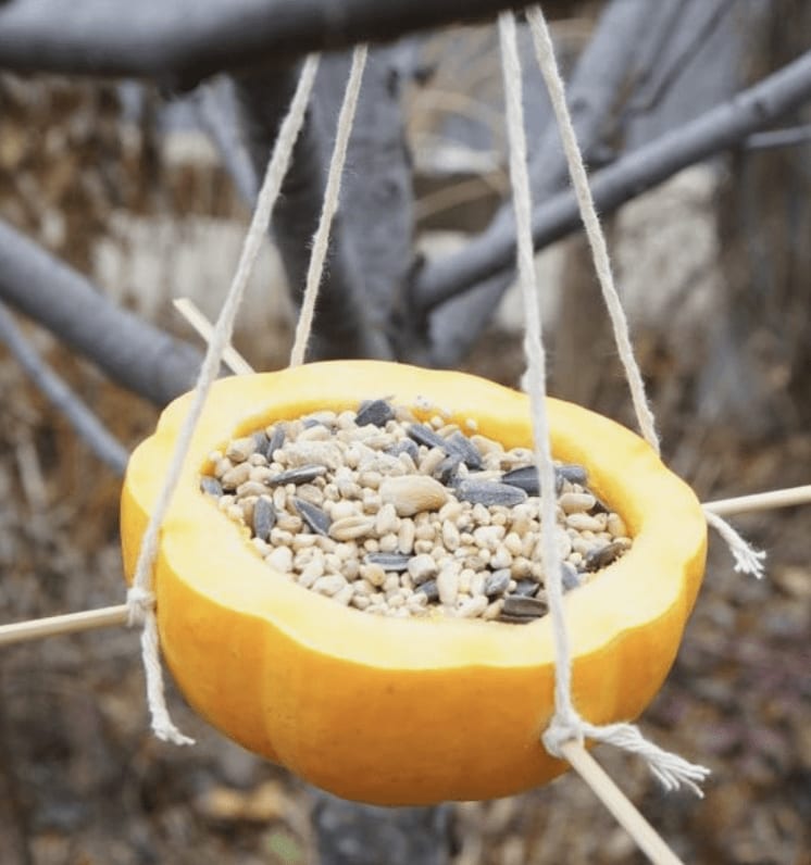 A halved pumpkin filled with birdseed hangs outdoors as a homemade feeder.