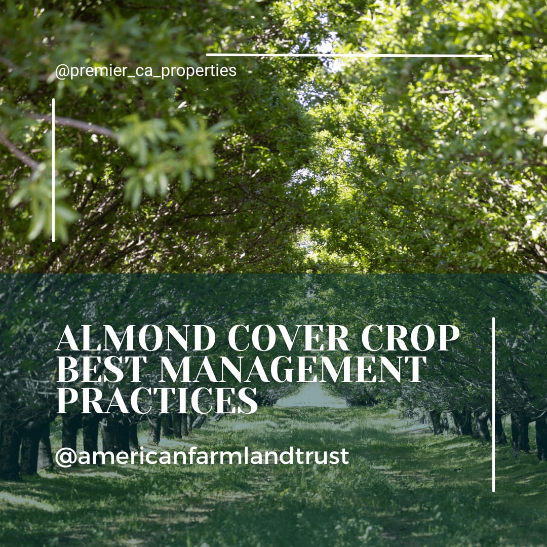 Almond orchard cover crops and overall almond orchard health