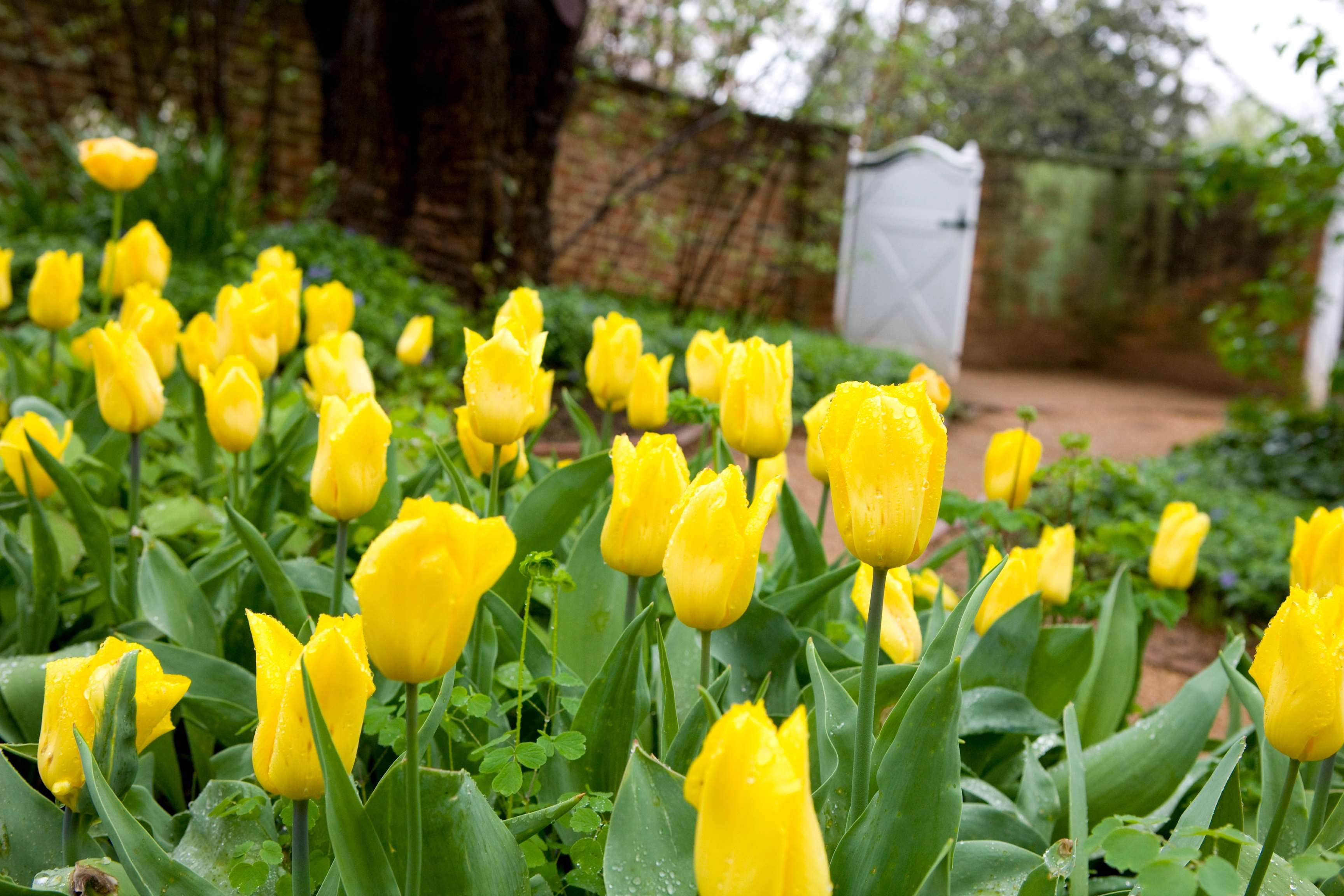 Perfect Day - UVA Gardens