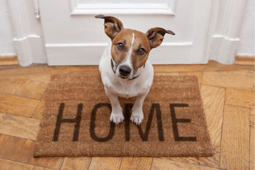 Top Realtor POV: Home Is Where Your Dog Is (But Check the CC&Rs First)