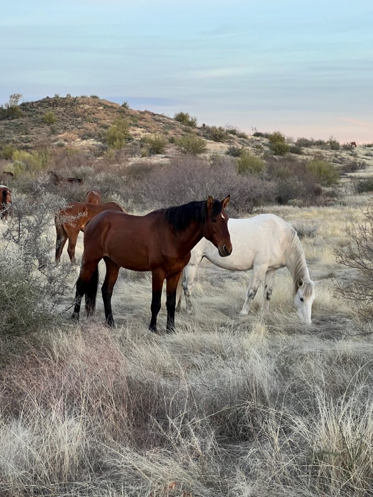 Two horses, one brown and one white, graze in a dry, grassy landscape with hills in the background.