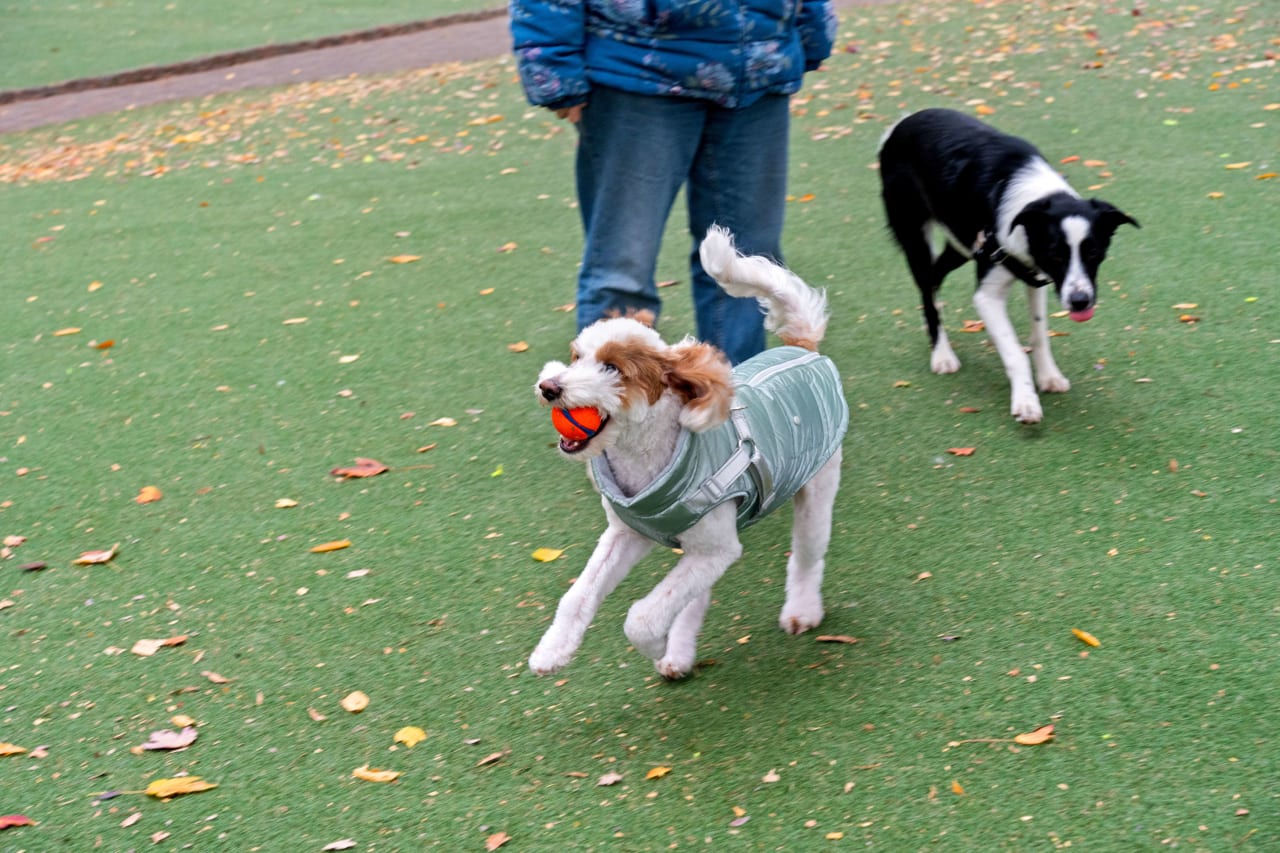 Tour Dog Parks In Philadelphia 