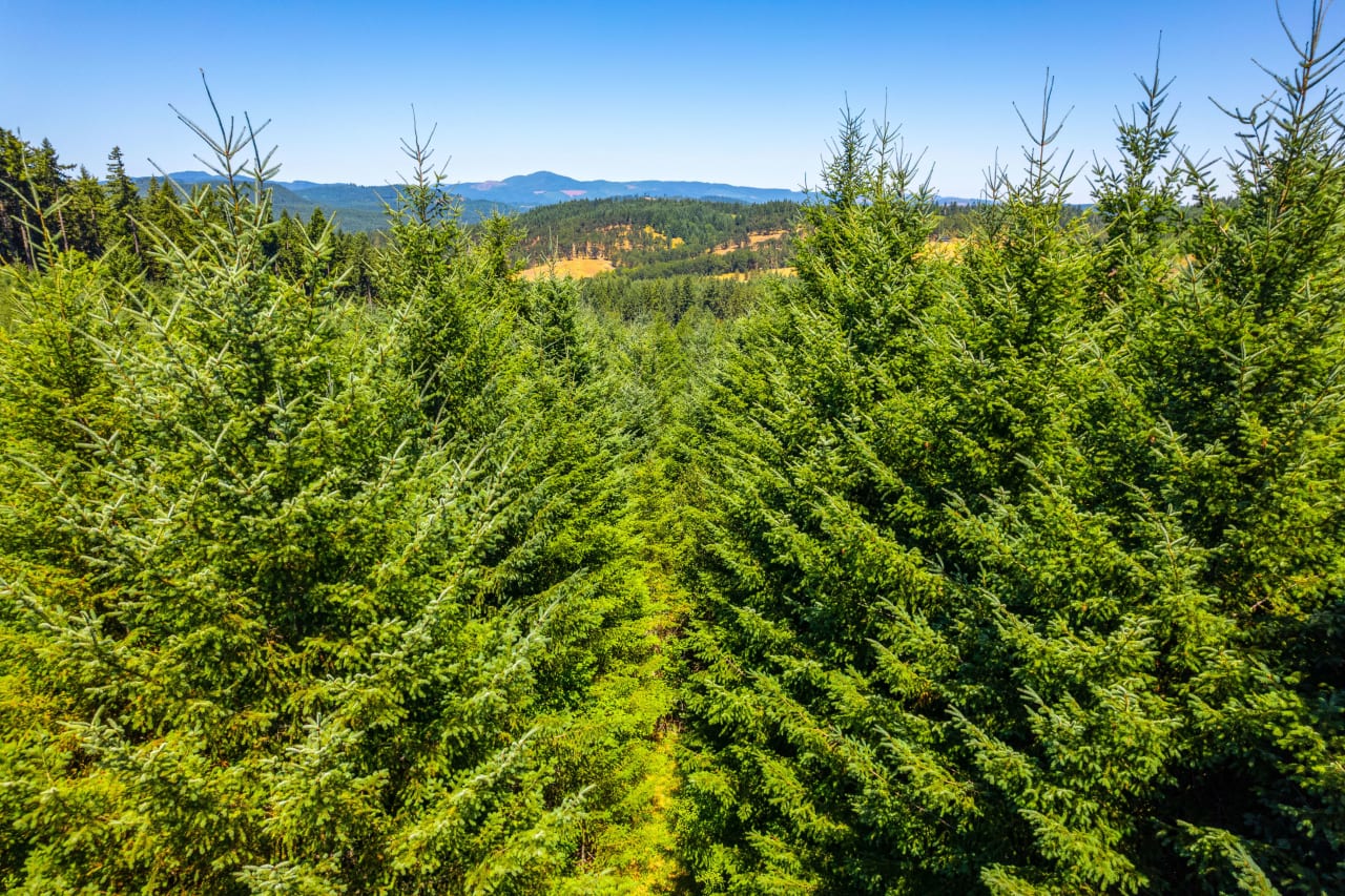 Hayes Hill Tree Farm 