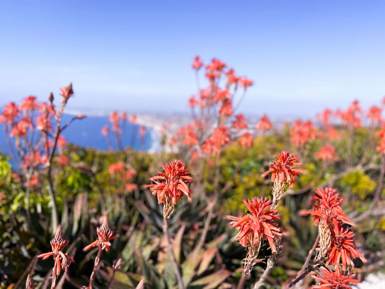 A Guide to South Bay Schools: Palos Verdes