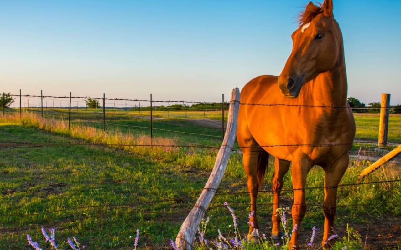 Equestrian Property