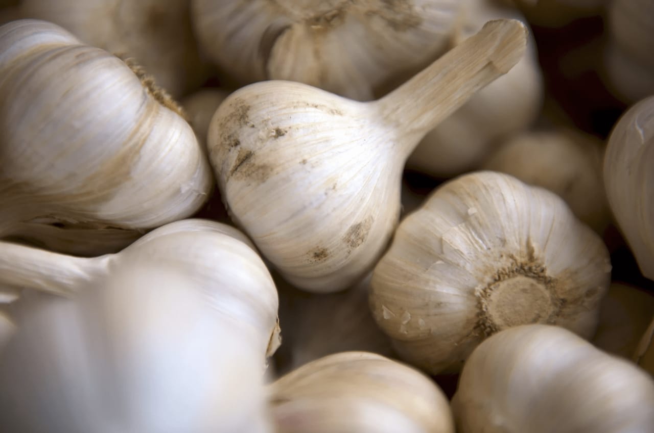 41st Annual Gilroy Garlic Festival